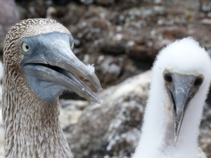 Guía del viaje a Galápagos