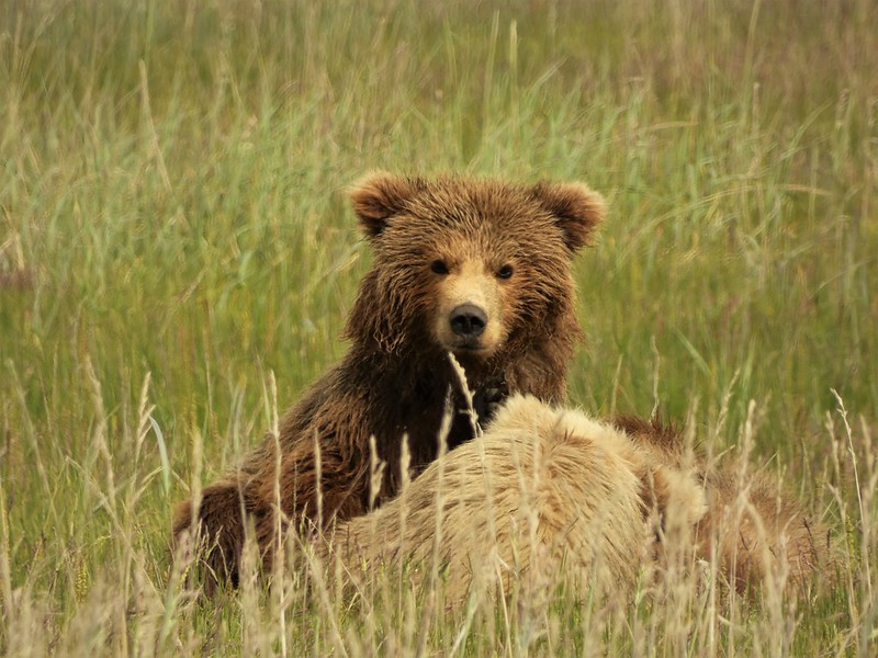 12 especies animales que ver y fotografiar en Alaska - El rincón de Sele