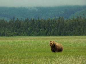 Oso fotografiado durante nuestro viaje a Alaska en Autocaravana