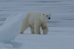 Oso Polar en Svalbard