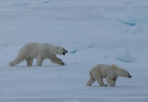 Oso polar (Breve guía de fauna de Svalbard). ¿Qué animales se ven en Svalbard?
