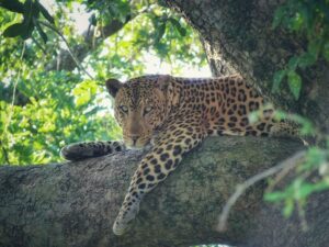 El leopardo es uno de los objetivos de todo safari a Kenia y Tanzania