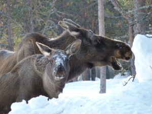 Alces en Suecia (carretera de Kiruna a Nikkaluokta)