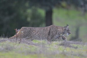 Lince ibérico saliendo a cazar en Sierra de Andújar (Jaén)