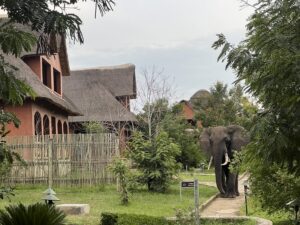 Hotel en Uganda con elefante paseándose por las instalaciones